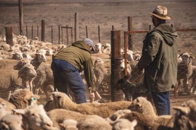 9 130 ha Farm in Victoria West-10