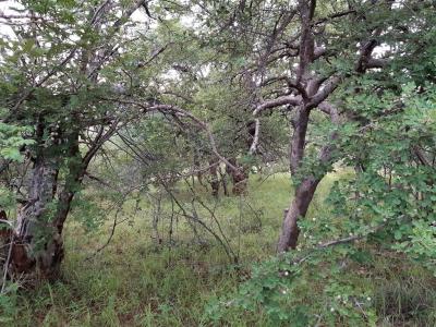 5.3 ha Land available in Hoedspruit-9