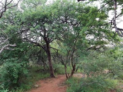 5.3 ha Land available in Hoedspruit-10
