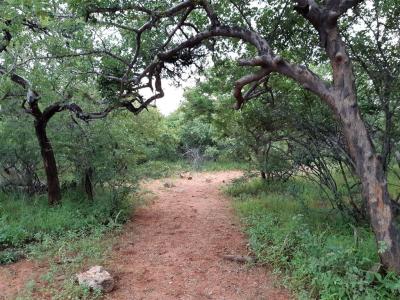5.3 ha Land available in Hoedspruit-11