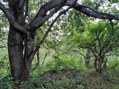 5.3 ha Land available in Hoedspruit-13
