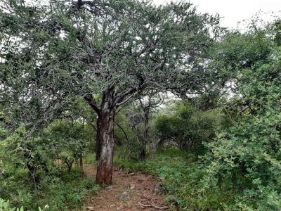 5.3 ha Land available in Hoedspruit-14