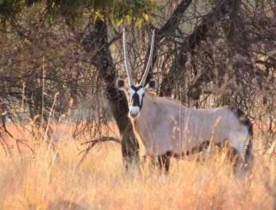 1 Bedroom Garden Cottage in Hartbeespoort Dam-7