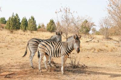 2 Bedroom Apartment in Kameeldrift East-10