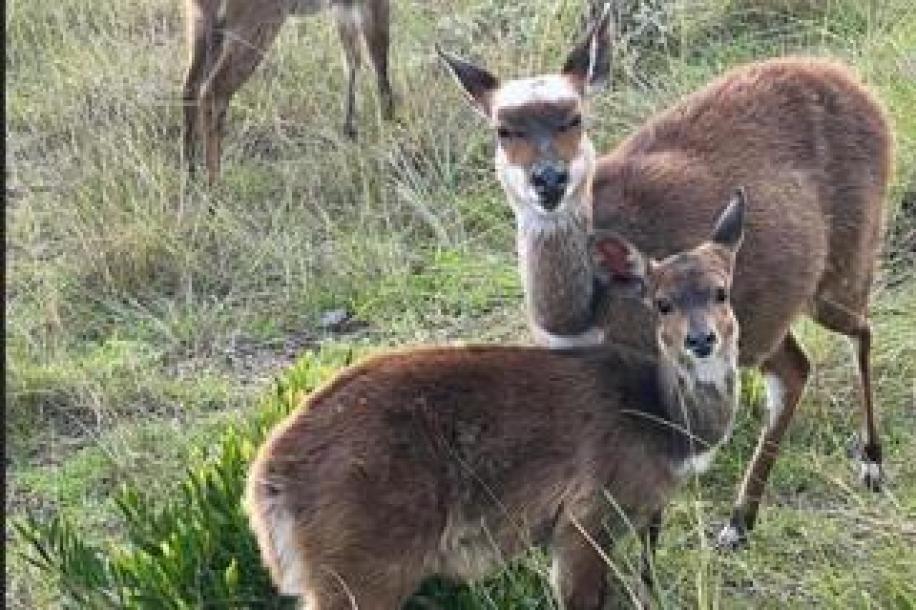 Vacant Land / Plot for Sale in Dana Bay-6