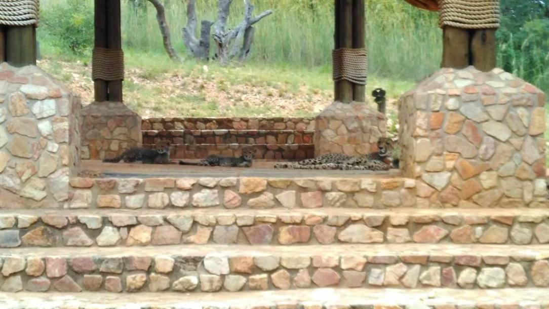 Game Farm in Bela-Bela (Warmbaths)-1