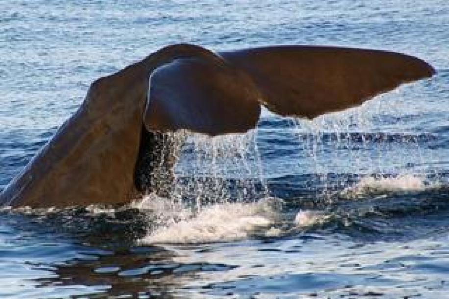 2 Bedroom Apartment / Flat to Rent in Margate Beach-17